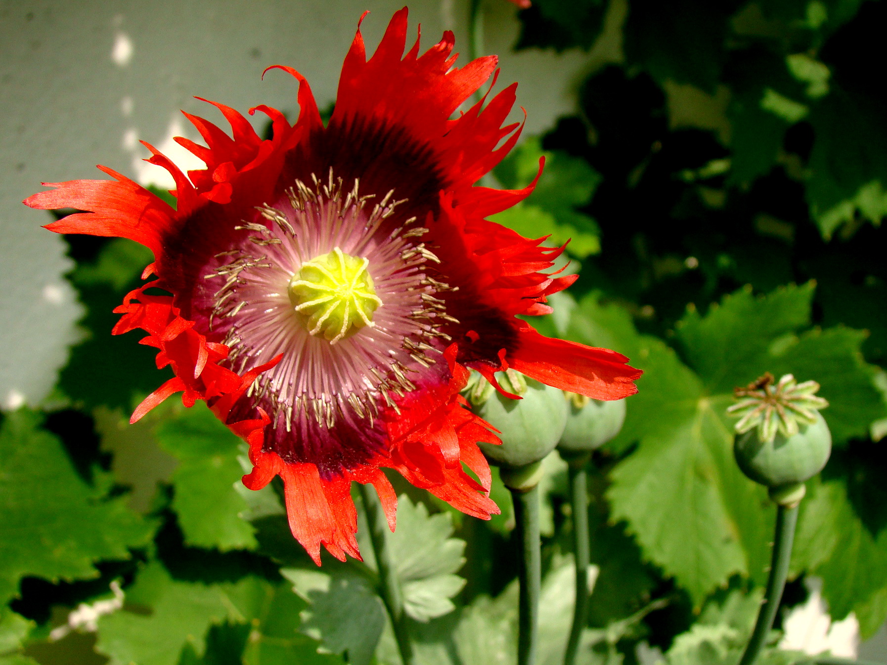 Mohn 2011-06-29 12-43-11